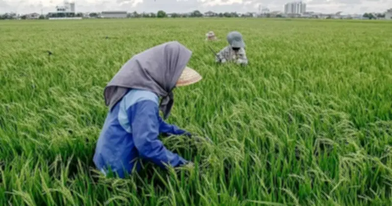 Kumpulan Pesawah Bimbang Kenaikan Harga Diesel Boleh Jejaskan Industri Padi