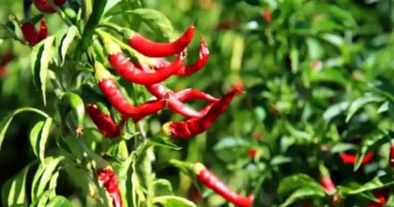 Mat Sabu Pertahankan Seruan Tanam Sendiri, Jepun dan Singapura Juga Galakkan