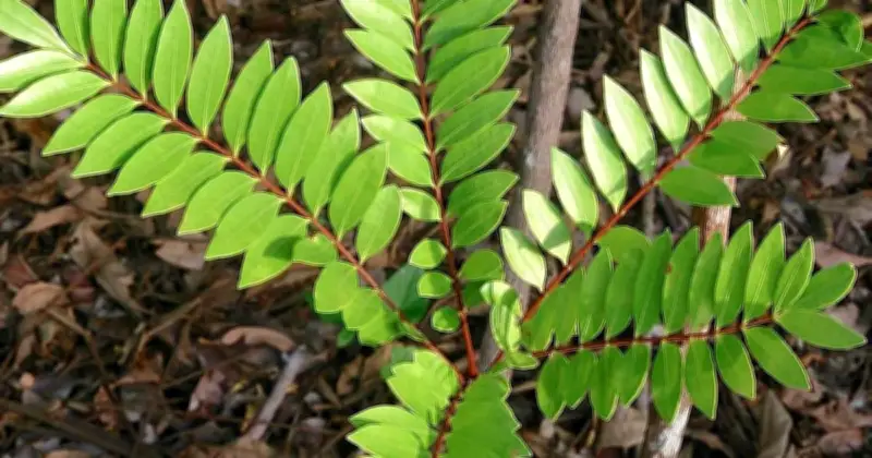 Melindungi Penawar Semula Jadi Malaysia: Tongkat Ali dan Kacip Fatimah Terancam