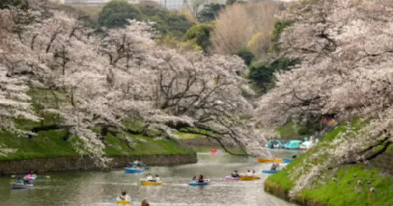 Musim Bunga Sakura Tokyo Bermula, Pokok Rasmi Catat 61 Bunga Mekar