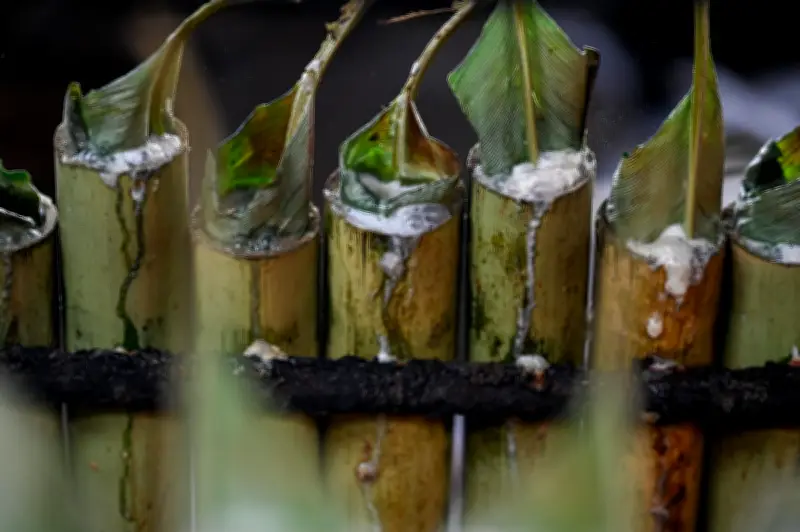 Musim Lemang Tiba, Pemburu Buluh Siap Sedia Memenuhi Permintaan Ramadan