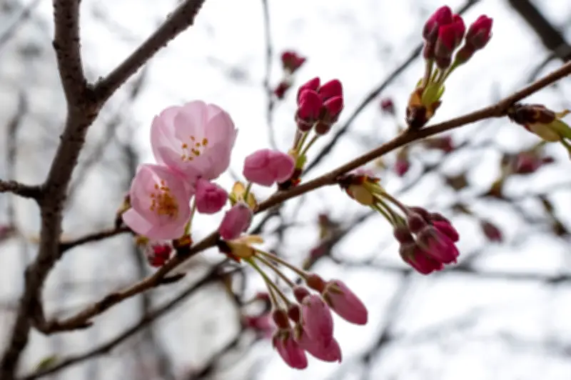 Musim Sakura Jepun Tiba Awal, Kofu, Gifu dan Kochi Bergemerlapan Merah Jambu