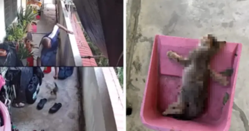 Netizen Desak Tindakan Undang-Undang Selepas Video Penderaan Anak Kucing Viral