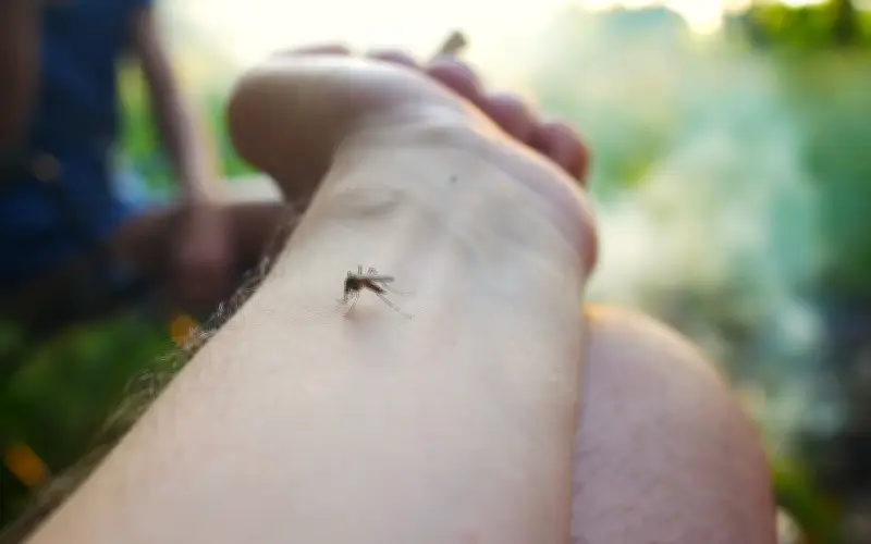 Nyamuk Jadi 'Penyiasat Hidupan Liar Terbang' Bantu Saintis Australia