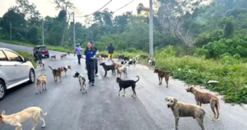 PapanSouls Galakkan Sokongan untuk Program Pengebirian Anjing Terbiar di Perak