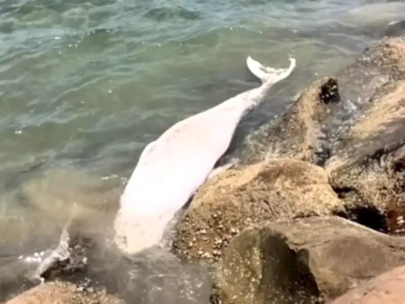 Paus Muda Ditemui Mati di Pantai Tanjung Aru, KK, Beberapa Hari Selepas Dilepaskan