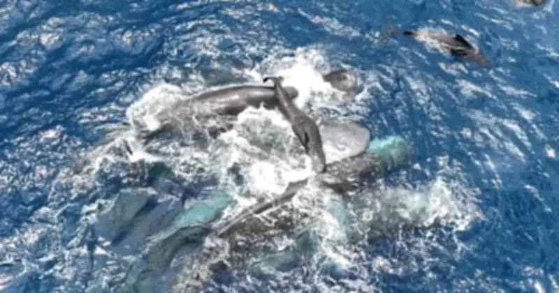 Paus Sperma Difrakam Melahirkan dengan Bantuan Rakan-Rakan di Lautan