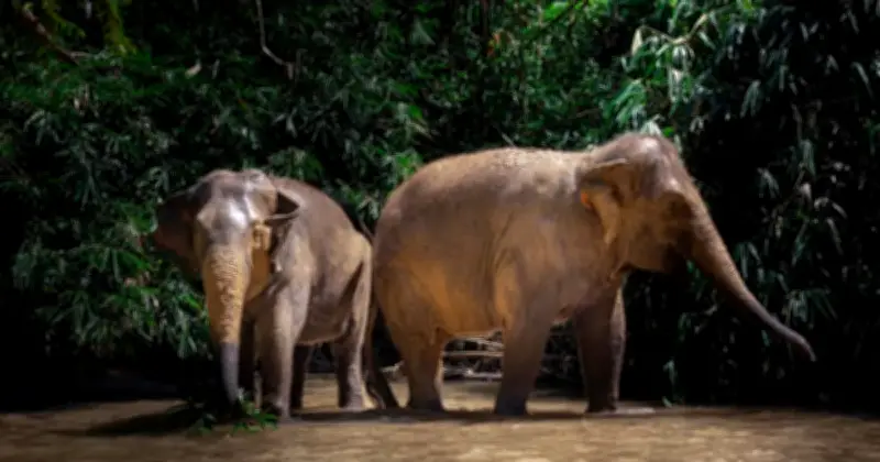 Perhilitan Tegaskan 19 Gajah Dipindahkan Secara Pinjaman, Bukan Dijual