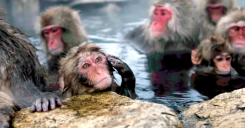 Punch, Monyet Salju Jepun yang Menawan Hati, Sementara Saudaranya Hadapi Pembunuhan