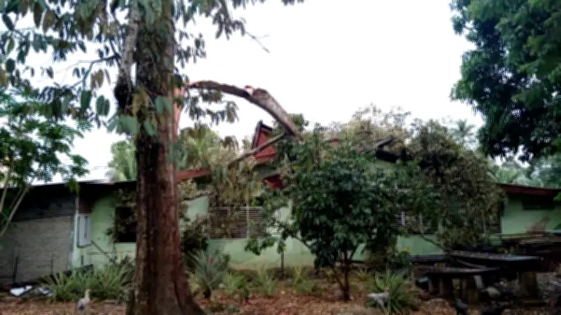 Ribut di Seberang Perai Utara rosakkan 34 rumah, pokok petai tumbang tempias bumbung