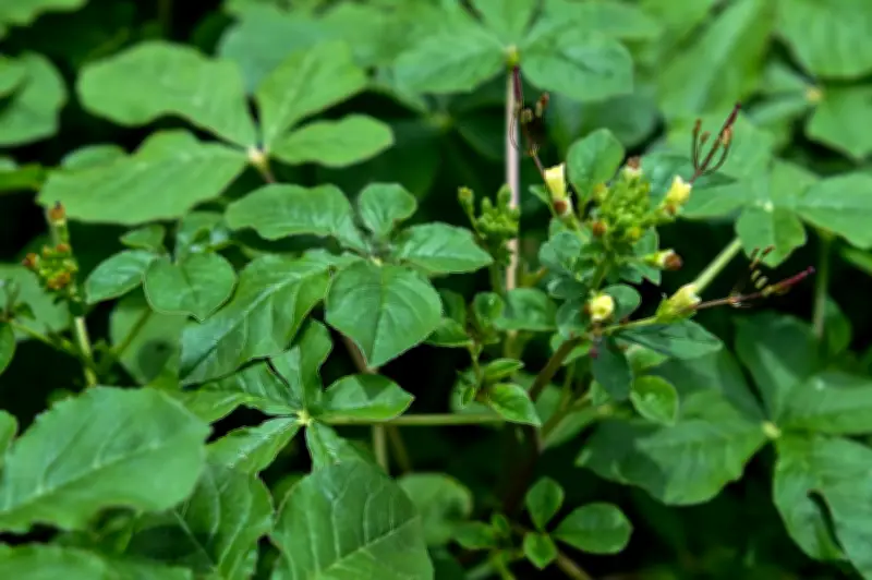Sayur Maman Bangkit Sebagai Bintang Komersial: Permintaan Melonjak Dalam Kalangan Usahawan Makanan