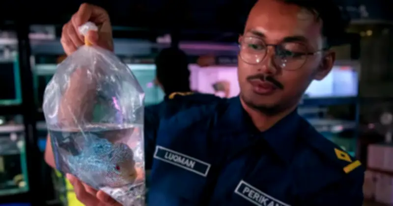 Spesies Invasif Dirampas dalam Serbuan Kedai Ikan Hiasan di Kuala Lumpur