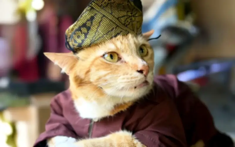 Toyen, Kucing yang Menemui Jalan Pulang ke Rumah Selepas Diselamatkan