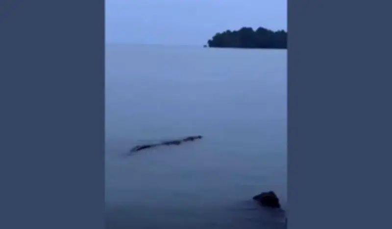 Video Viral Tular, Buaya Dikesan Berdekatan Pantai Port Dickson