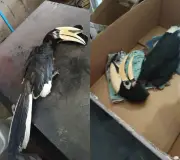 Burung Enggang Terlindung Terhempas Bangunan di Miri Akibat Haba dan Jerebu Kebakaran