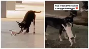 Dari Kemarahan ke Tindakan: Bagaimana Kopi Anjing Terbiar Pacu Gerakan Kebajikan Haiwan di Malaysia