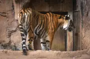 Dua Anak Harimau Bengal di Zoo Bandung Maut Akibat Virus Feline Panleukopenia