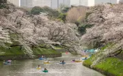 Harga Minyak Melambung Jejas Pelancongan 'Hanami' Sungai Meguro Tokyo