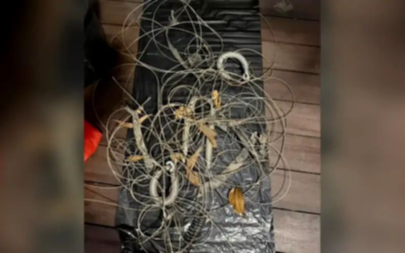 Aktivis Haiwan Kritik Keheningan Terhadap Perangkap Babi Hutan Haram