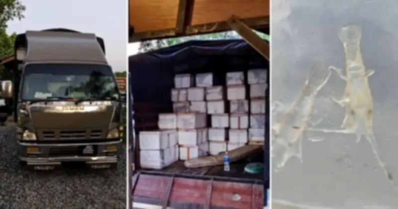 Anak benih lobster bernilai RM13.4 juta dirampas di Johor