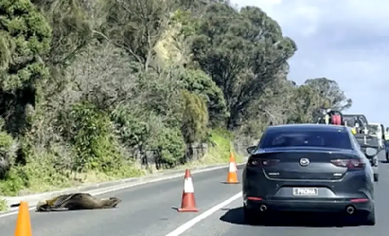 Anjing Laut Tidur di Jalan, Lalu Lintas Dibatalkan di Bandar Pantai Australia