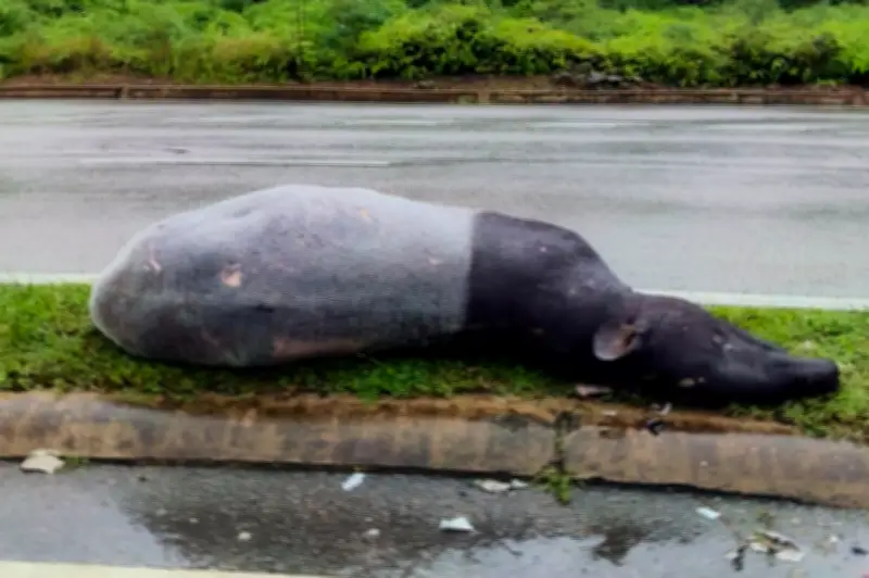 Apabila Seekor Tenuk Malaya Mati, Apa Lagi Yang Hilang? Ancaman Jalan Raya Terhadap Spesies Terancam
