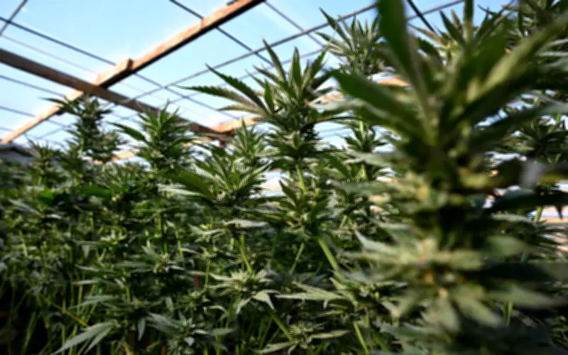 AS permudah akses ganja untuk kegunaan perubatan