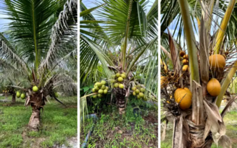 Baja organik IWK: Solusi tempatan atasi krisis baja pekebun kecil
