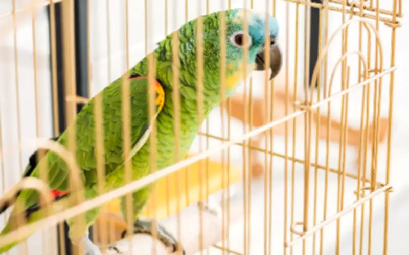 Belajar Daripada Burung Dalam Sangkar: Hikmah Kehidupan