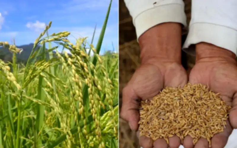 Beras Adan: Cerita Komuniti Lun Bawang Sarawak yang Kaya Warisan