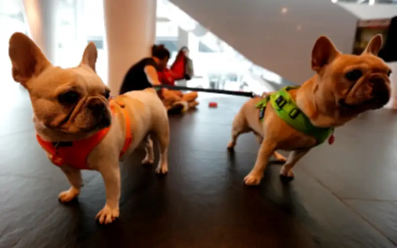 Brazil Lulus Undang-Undang Baharu Benarkan Perkongsian Hak Penjagaan Haiwan Peliharaan