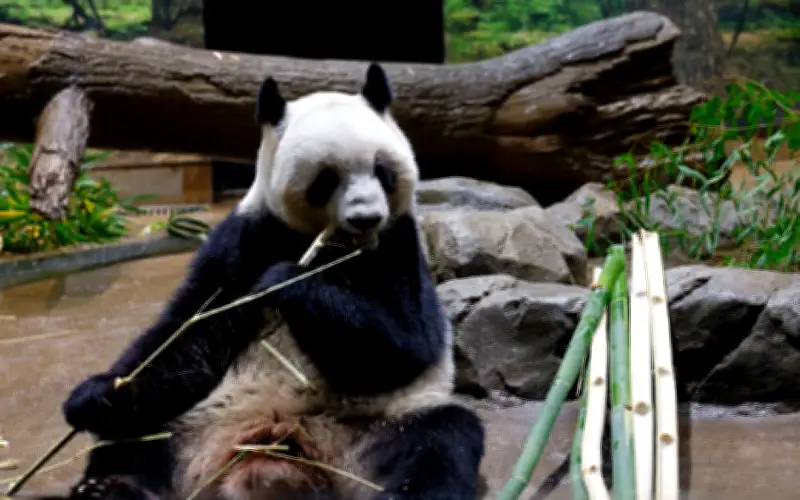 China hantar dua panda ke AS sebelum lawatan Trump ke Beijing