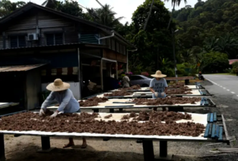 Cuaca Panjang Mempercepat Pengeringan, Meningkatkan Kualiti Belacan dan Ikan Masin Balik Pulau