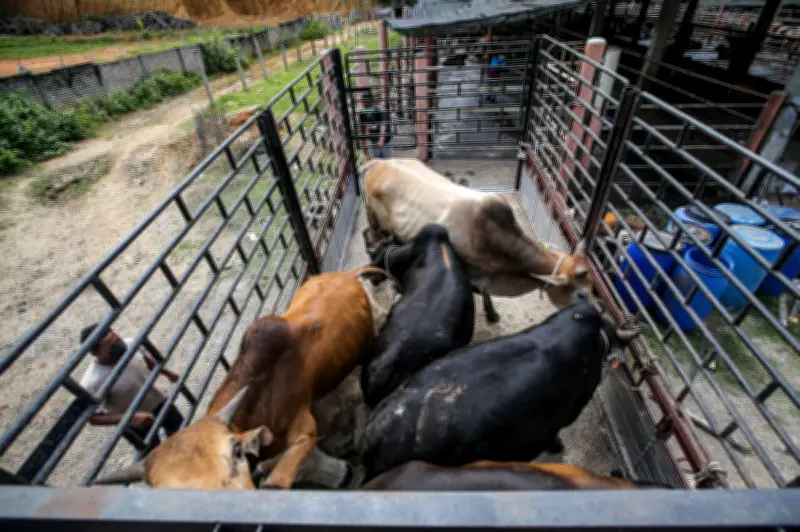 Dua Lelaki Ditahan di Pasir Mas Kerana Lari Lembu Rentas Sempadan RM70 Seekor