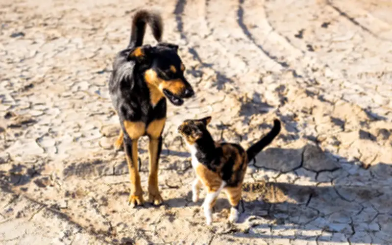 EU lulus undang-undang baharu lindungi kucing dan anjing