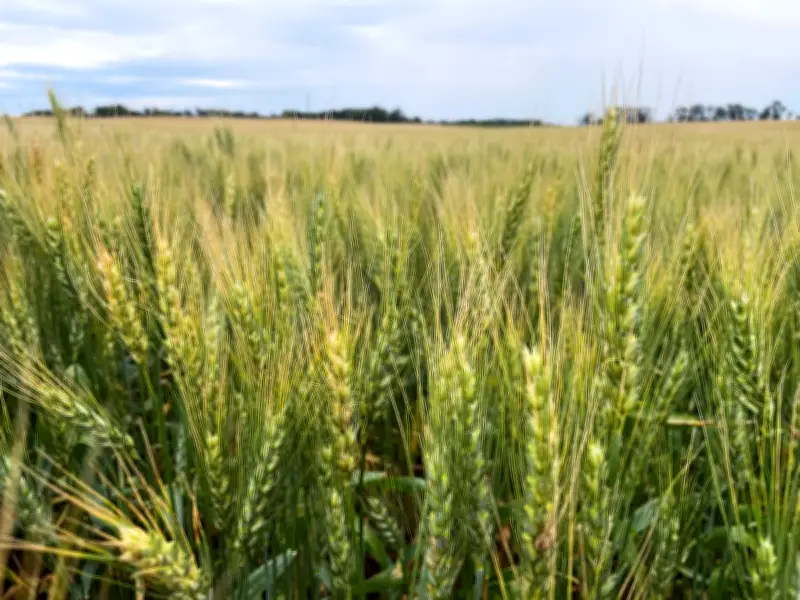 FAO Peringatkan Harga Makanan Global Boleh Naik Lagi Jika Konflik Timur Tengah Berlanjut