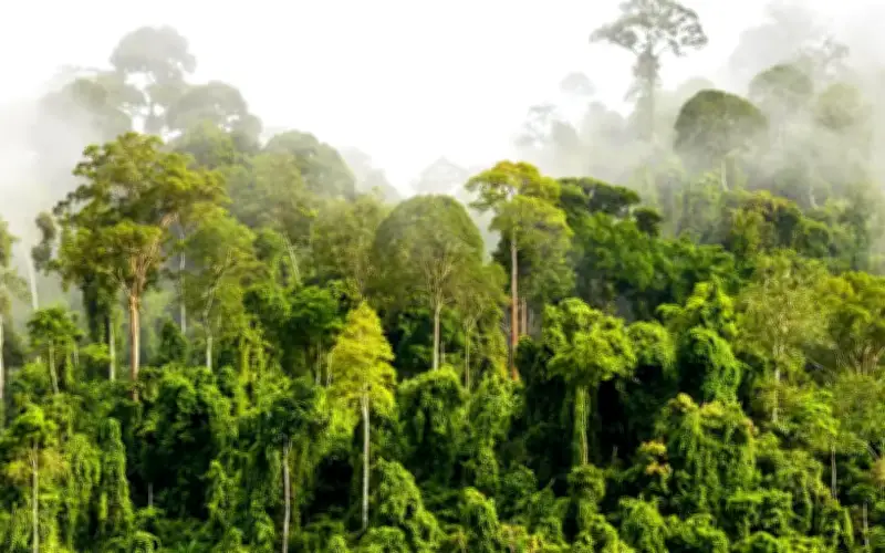 Gabungan NGO desak kerajaan Perak kuatkuasa moratorium ladang hutan