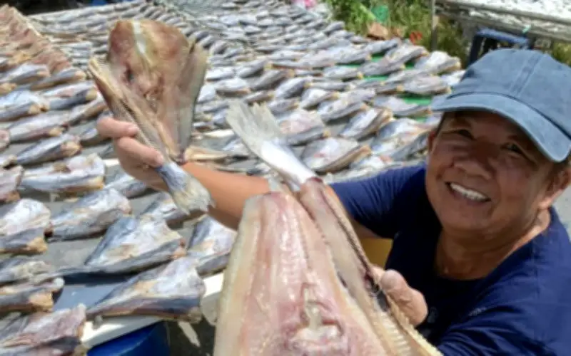 Gelombang Panas Jadi Berkat: Pengusaha Ikan Masin, Belacan Balik Pulau Menuai Hasil