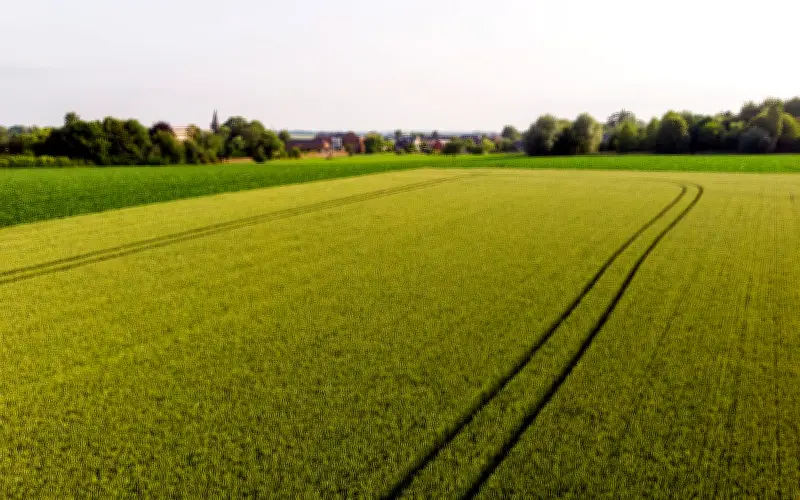 Harga Makanan Global Terus Naik pada Mac, Menurut FAO