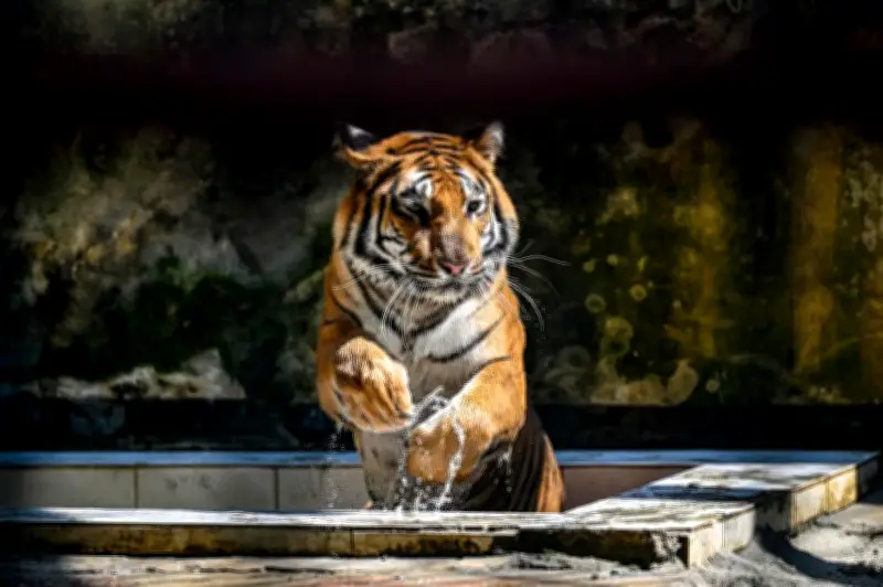 Harimau Benggala di Sundarban: Antara Ancaman dan Terancam