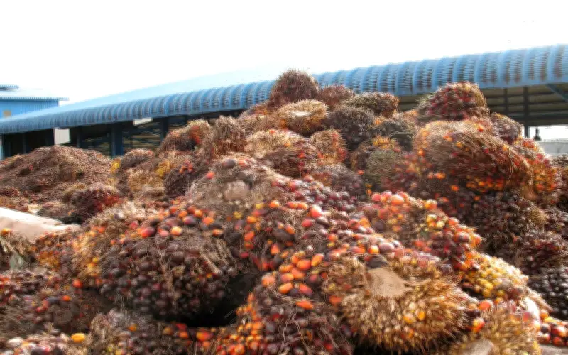 Import Minyak Sawit India Merosot ke Paras Terendah 3 Bulan pada Mac