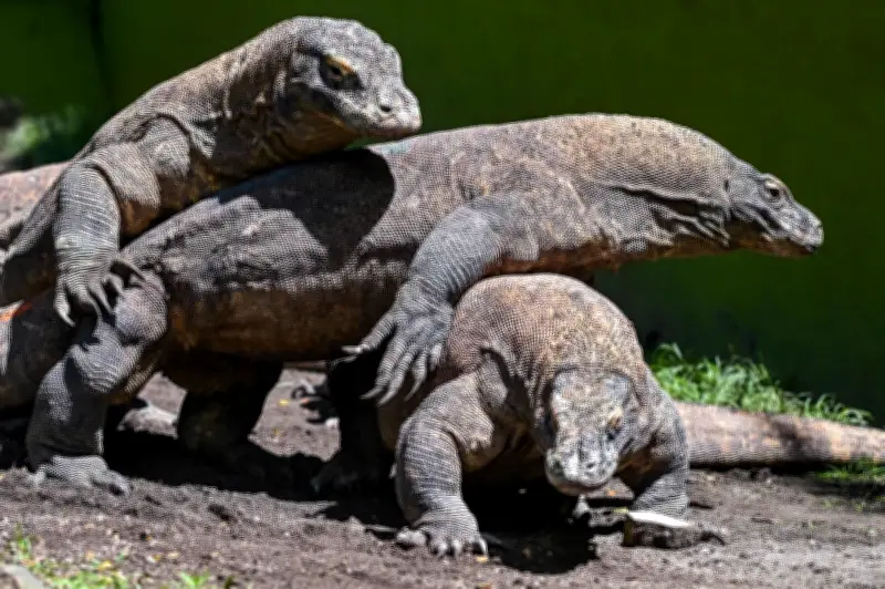 Indonesia pinjamkan sepasang komodo ke zoo Jepun untuk konservasi