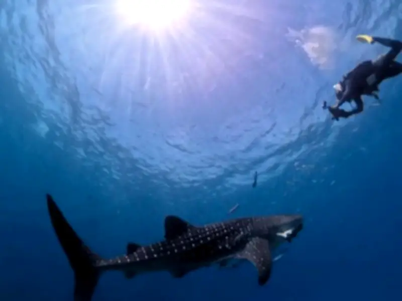 Jerung Paus Gergasi Muncul di Perairan Sarawak, Beri Pengalaman Luar Biasa Kepada Para Penyelam