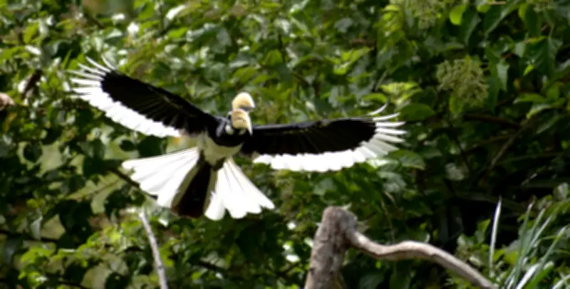 Kenyalang Masih Sasaran Pemburuan Haram di Sarawak Walaupun Usaha Penguatkuasaan