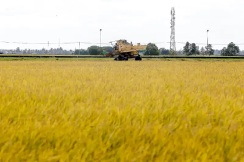 Kerajaan Kaji Bantuan Sasaran untuk Petani Padi Hadapi Kos Tinggi - Mat Sabu