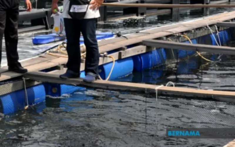 Kos Tersembunyi Ikan di Atas Pinggan: Cabaran Industri Akuakultur Global