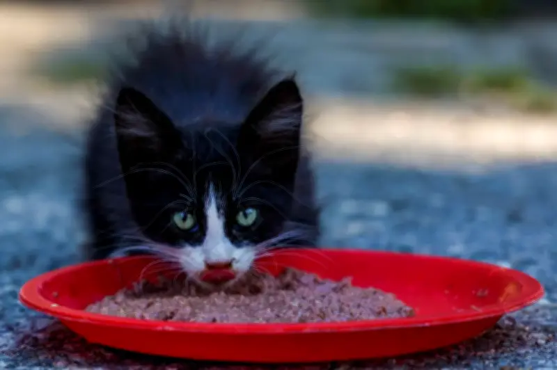 Lebih 40 Kucing Mati Ditemui di Apartmen Subang Jaya, Puluhan Lagi Kurus Kering