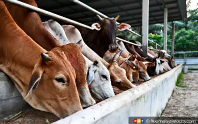 Lelaki Ditembak di Muka Ketika Cuba Halang Pencuri Lembu di Kelantan