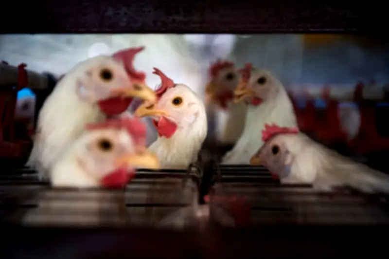 Malaysia terlalu bergantung pada import makanan ayam, cari alternatif