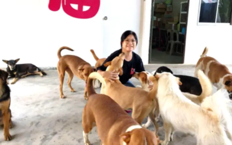 NGO kebajikan haiwan di Johor rayu sokongan segera